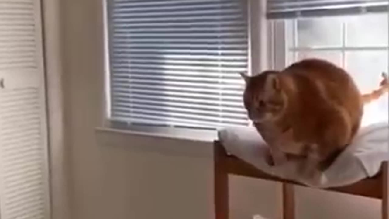 Funny animals enjoying scene