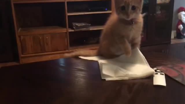 Cute cat 😍 falling on table funny moments 😂