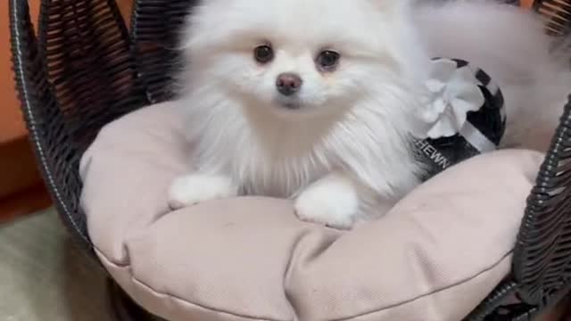 doglover#spoiled#pomeranian