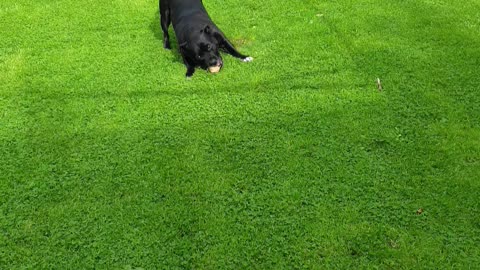 Playful staffy fun.