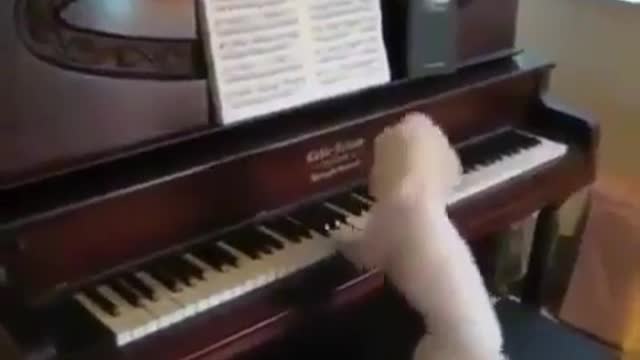 Dogs talent