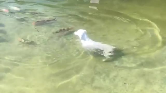 Dog funny video #shorts
