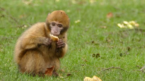 little monkey is eating foods**