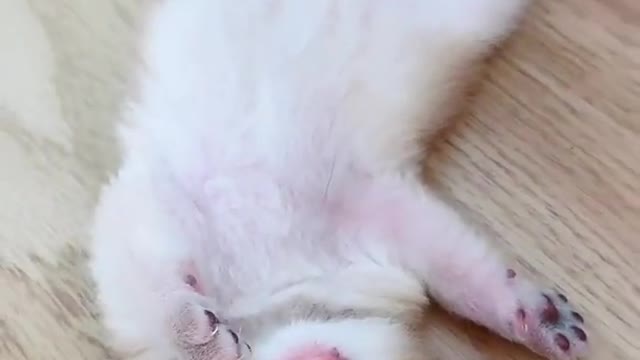 Cute Sleeping kitten watches dreams in day time