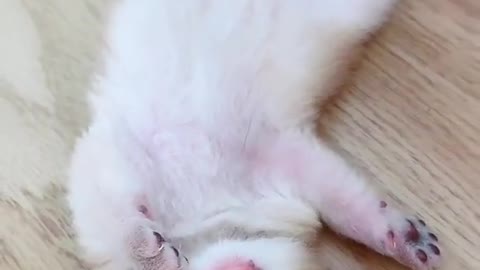 Cute Sleeping kitten watches dreams in day time