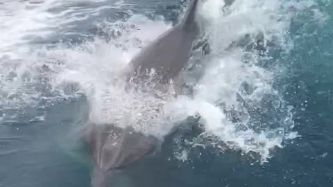 Dolphins Frolic and Follow Jet Boat