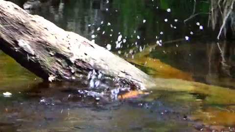 Tumbling Turtle