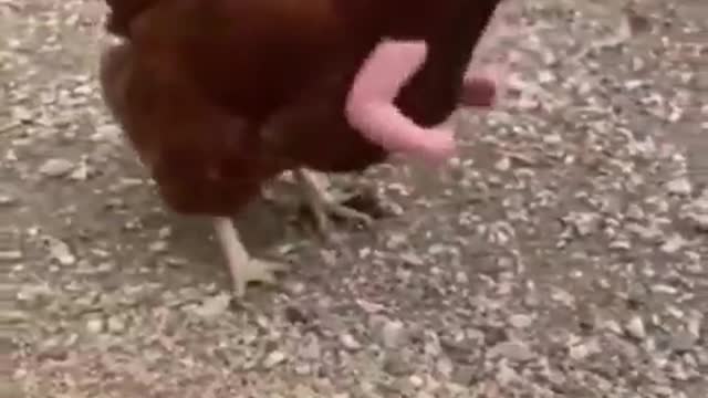 Fighting cock