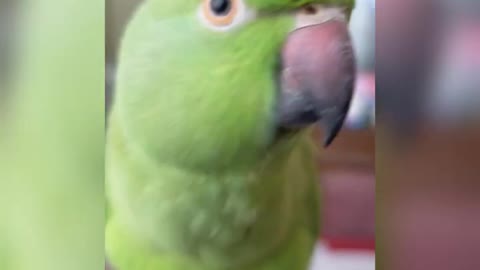 most cute parrot