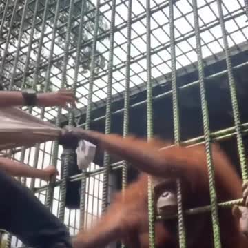 Chimpanzee attacked in zoo,,