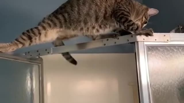 Oh no!! Funny cat got himself in a little trouble!