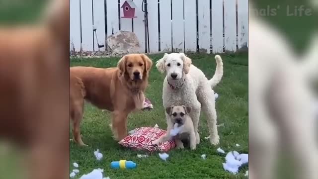 Hilarious Pets- Best of Week pt. 1