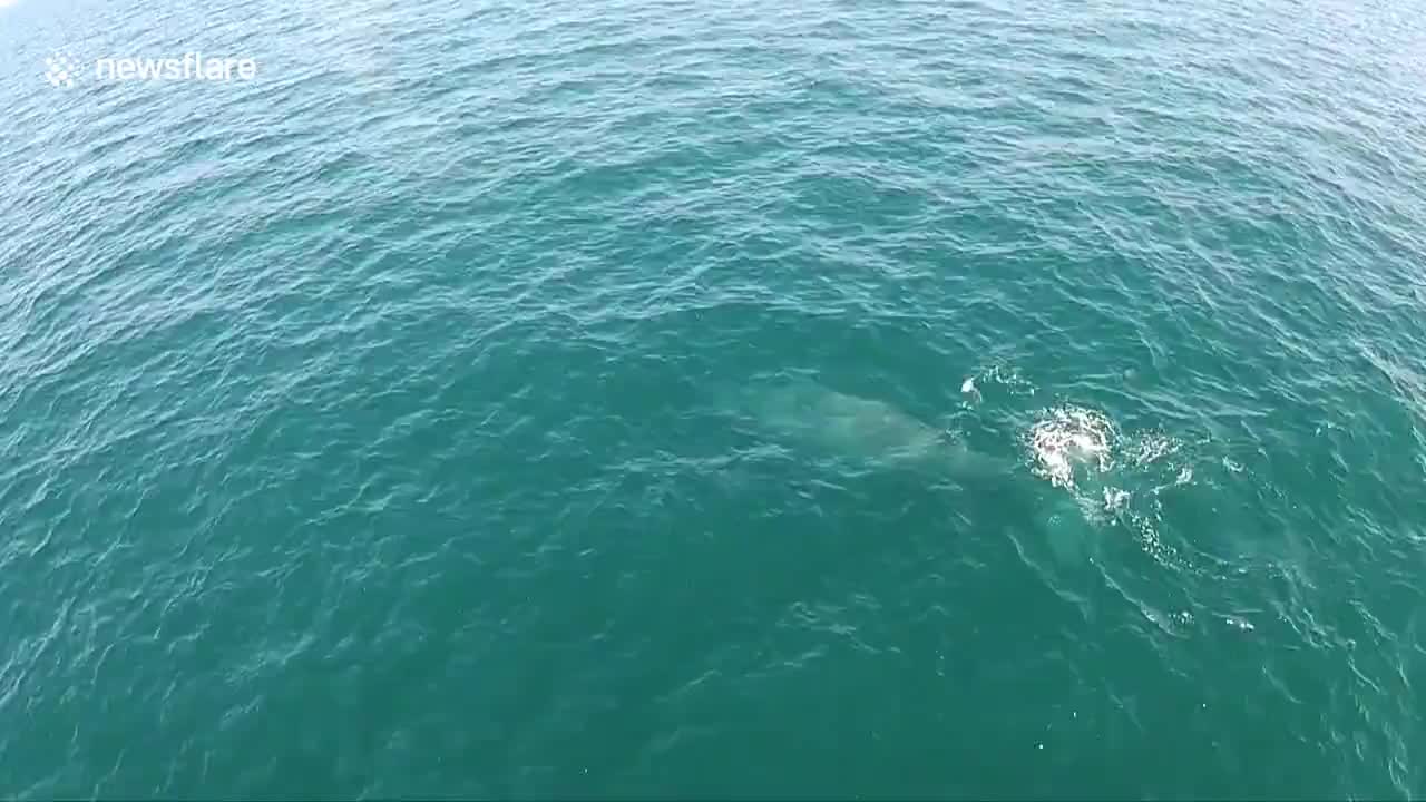 Breaching whale forms rainbow as it spouts clouds of water into the air