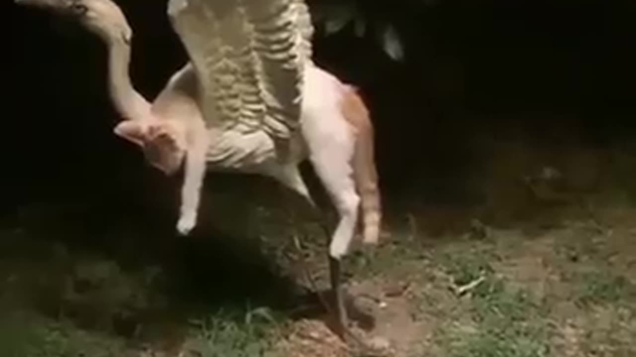 Funny animals vid lol 😂