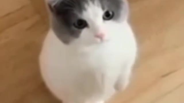 Cute Cats😻😻😸😸😺#shorts #funnycats #animalsshorts
