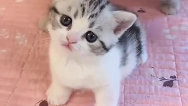 Kittens are also occasionally sad, but only occasionally