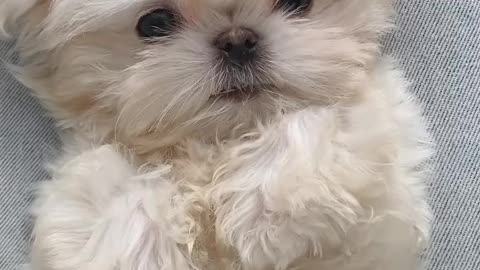 The true nature of a dog is the innate need for friendly contact with others