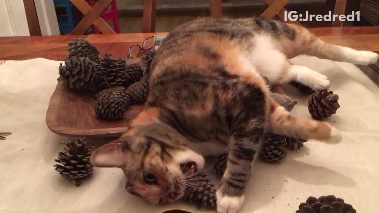 Orange cat laying in acorn tray and biting on acorns