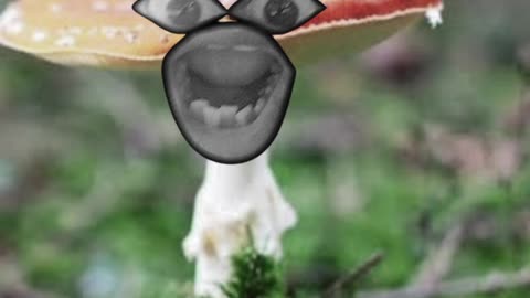 #now #sort फ़ीड🤣#comedy😅#and #funny😂 #viral #video😂#Sonusharma😂😅 mango#🤣ka#brinjal#😂sa#sadhi😍#shorts