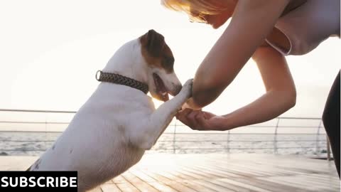 Young woman training cute dog Jack Russel near the sea