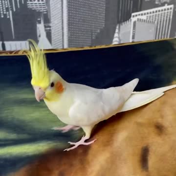 Cockatiel bird looking for its nest