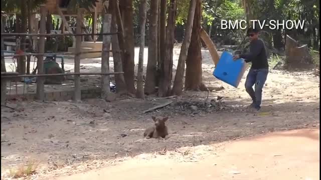 Prank Funniest 🐕Big Box Dog prank video part 2