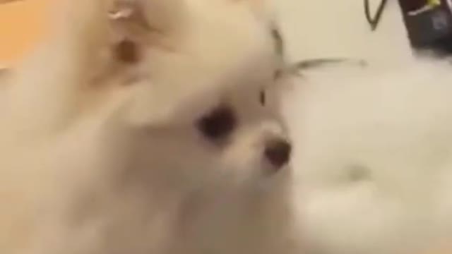 Dog funniest reaction ever