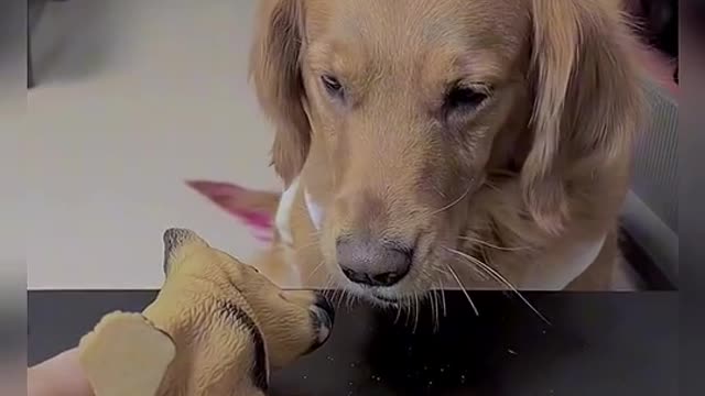 funny dog videos part 76