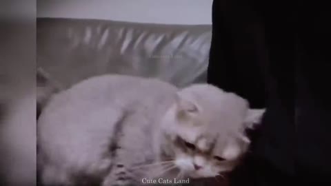 Baby Cats - Cute And Funny Cats Videos.