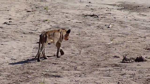 Here's What a Lion Does After Being Banished From the Pride