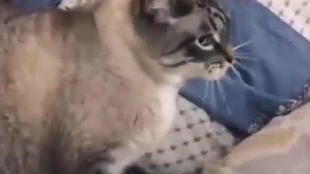 Funny Animal Videos 2024 Best Dogs And Cats Videos πΊπ #43