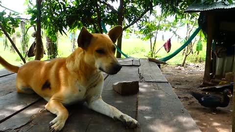 Mother dog tries to help rescuers her Newborn puppies