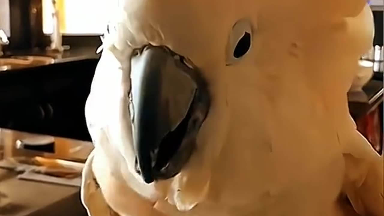 Funny and Naughty moves of Parrot