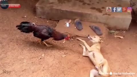 animal caught with funny movements