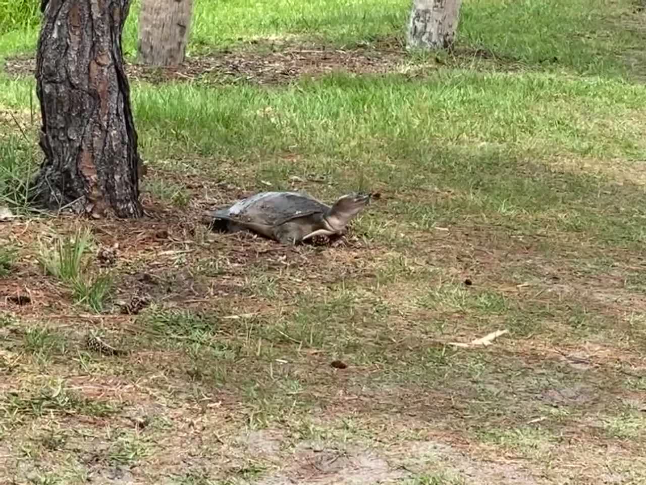 Turtle Nesting test