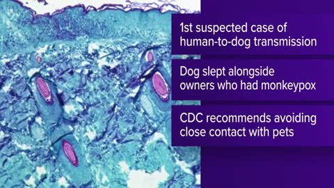 Dog believed to have contracted monkeypox in France