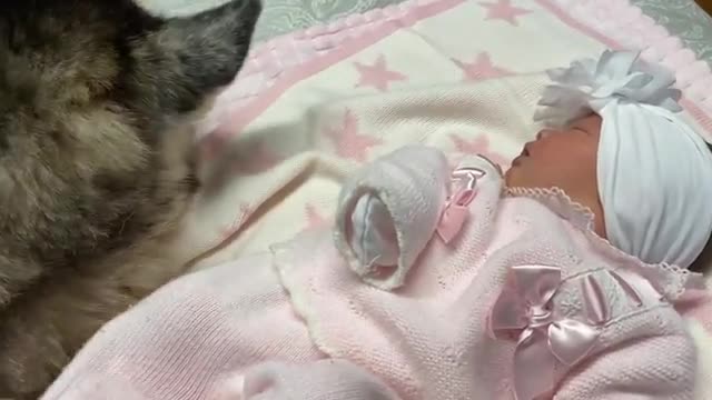 loving husky gently in new born