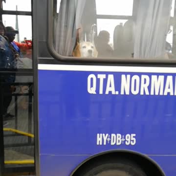 Brown dog at window of blue bus