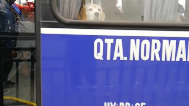 Brown dog at window of blue bus