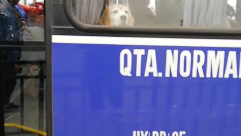 Brown dog at window of blue bus