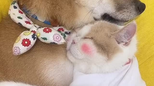 Cute, cat and dog Friendship