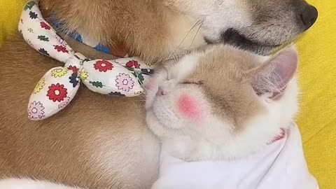 Cute, cat and dog Friendship