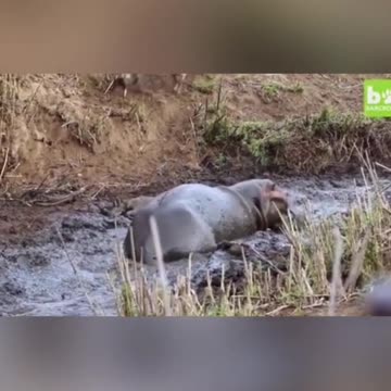 WILD ANIMALS HUNTING PREY COMPILATION