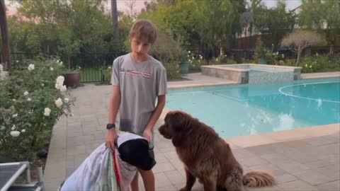 Multimedia_ How To Give Your Dog A Great Bath by Luke W