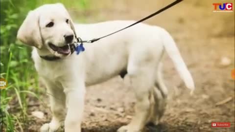 Dog No-1Ctegris