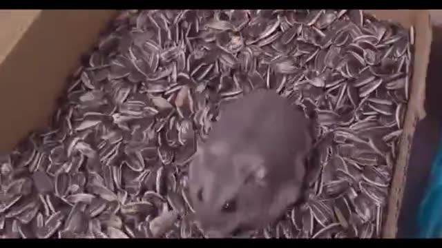 hamster