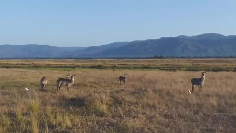 Most of Beautiful Nature In Wildlife By AM Teach