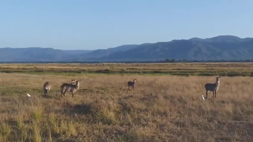Most of Beautiful Nature In Wildlife By AM Teach
