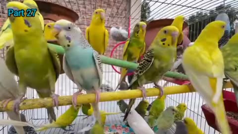 Birds Sounds For Relaxing Healing Anxiety and Depression Part 27