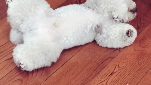 When I get home from get off work, the puppy is waiting for me. I'm so happy